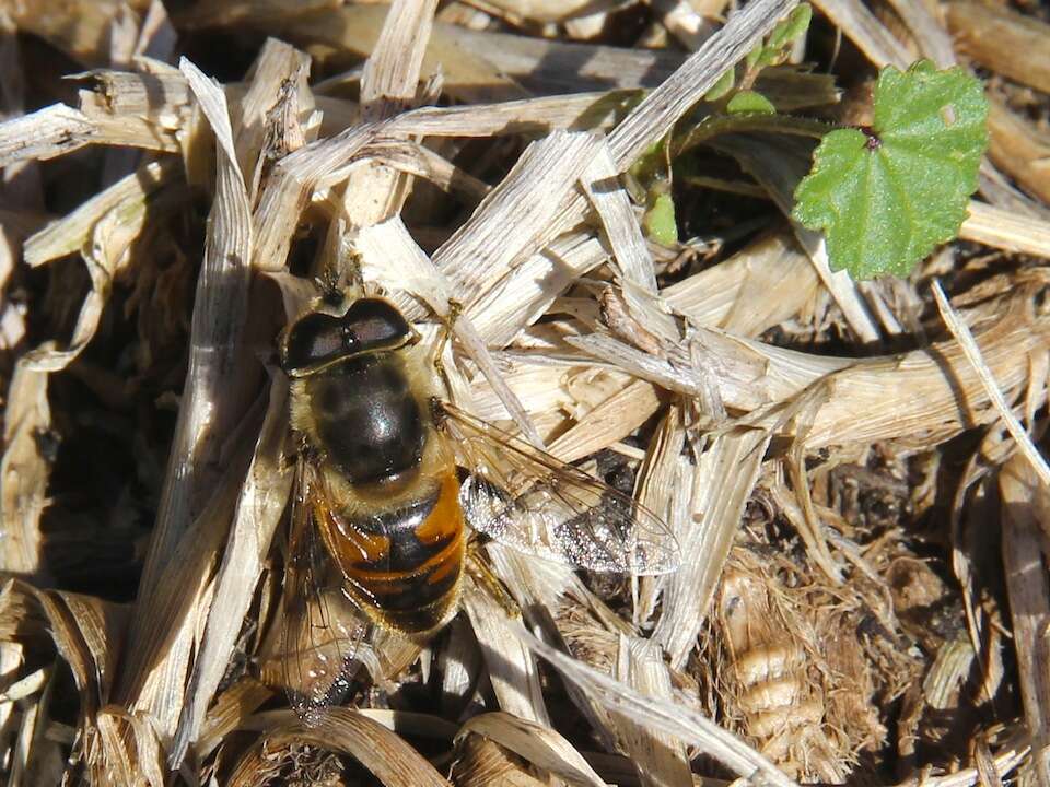 Image of Eristalis