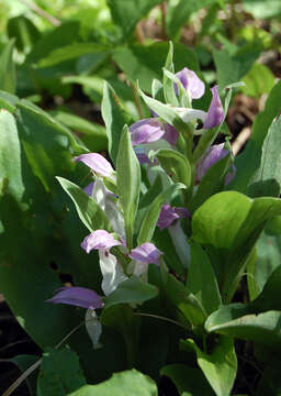 Plancia ëd Galearis spectabilis (L.) Raf.