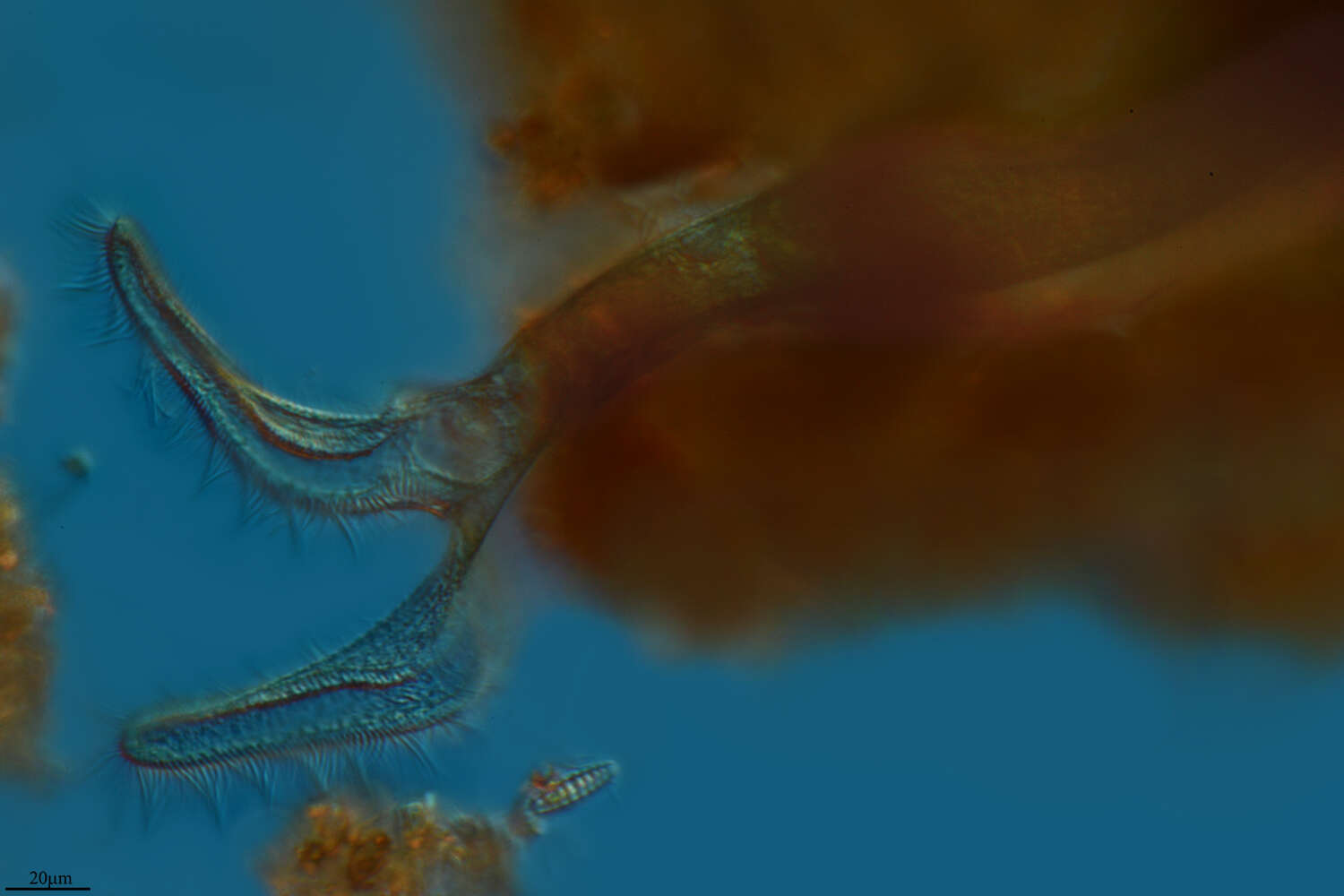 Image of Ciliophora