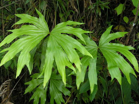 Plancia ëd Dipteridaceae