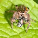 Image of Golden jumping spider