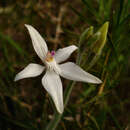 Caladenia latifolia R. Br.的圖片