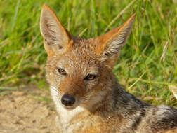 Image of coyote