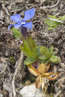 Image of Gentiana brachyphylla subsp. favratii (Rittener) Tutin