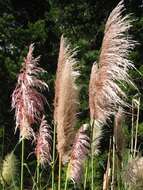 Image of pampas grass