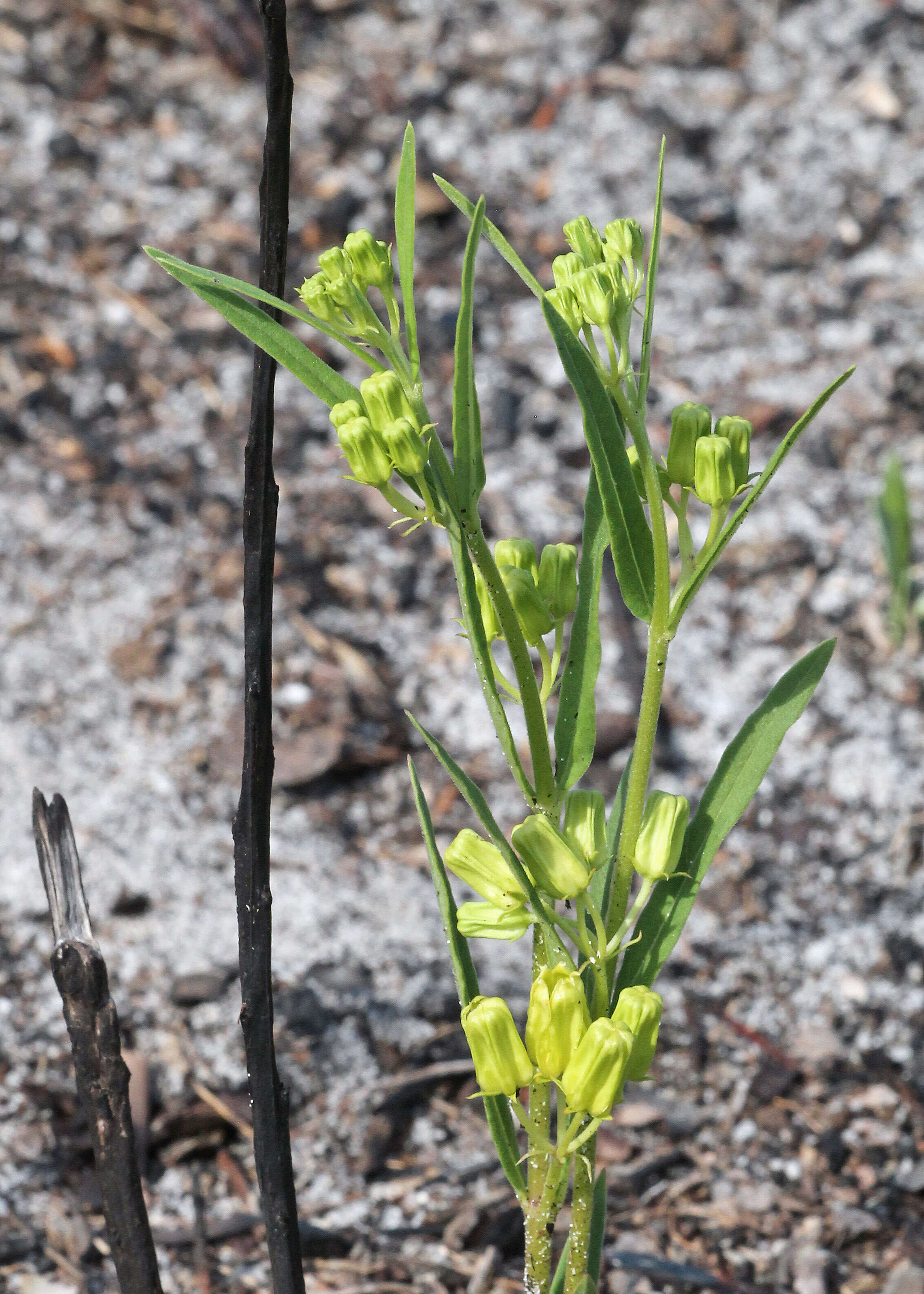 Image of Savannah Milkweed