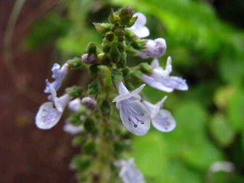 Image de Plectranthus parviflorus Willd.