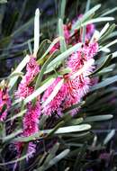 Image of Hakea multilineata Meissn.