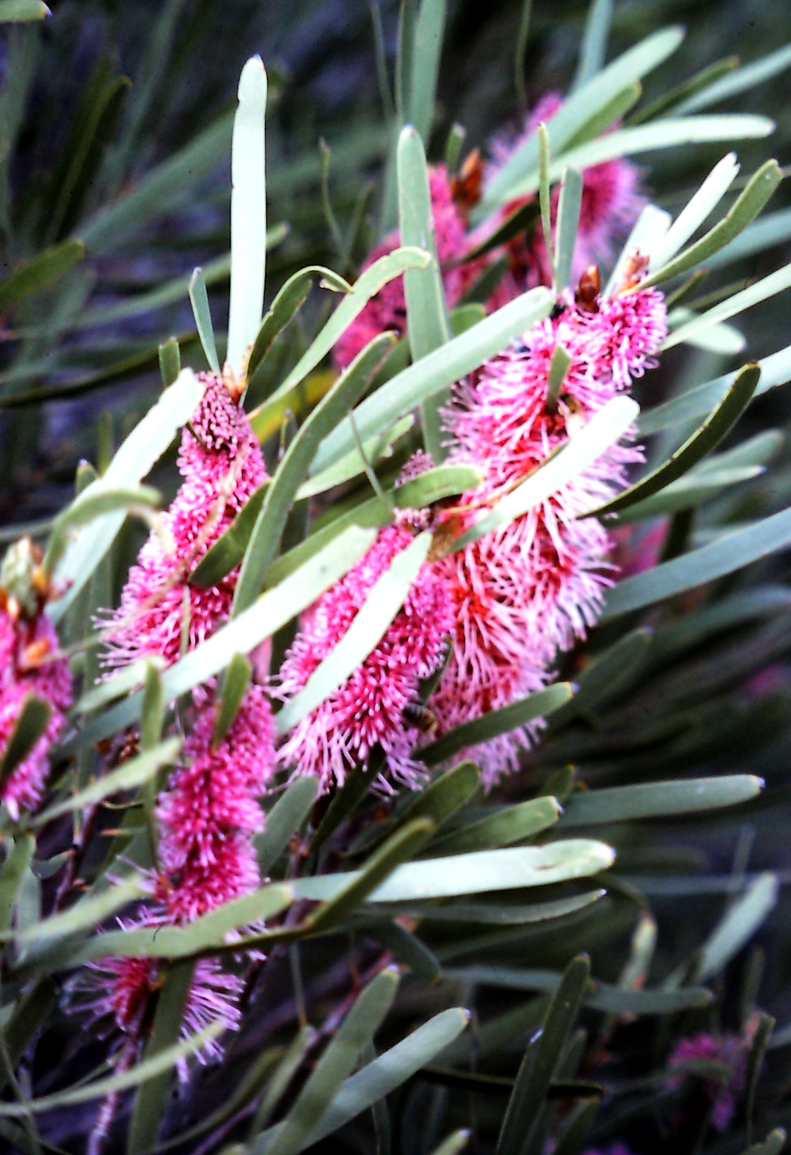 Imagem de Hakea multilineata Meissn.