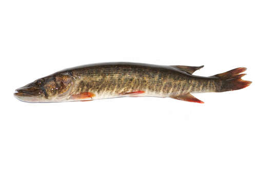 Image of Redfin Pickerel