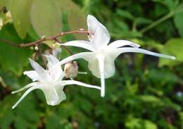 Image de Epimedium