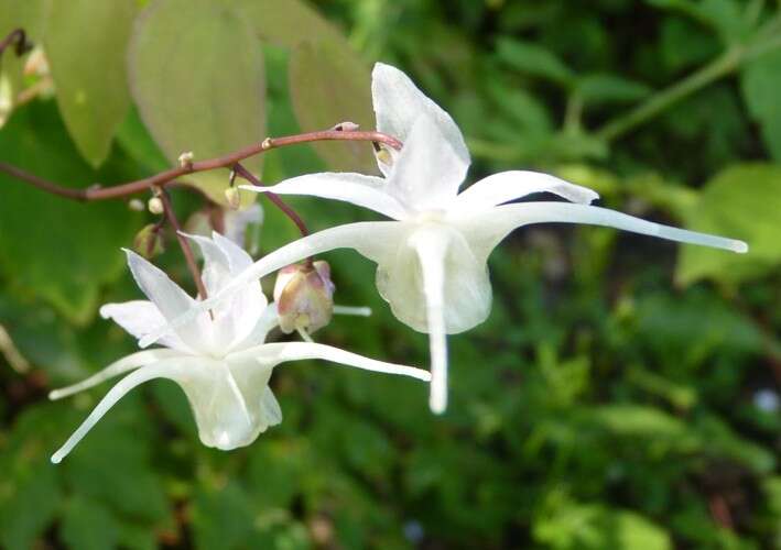 Image de Epimedium