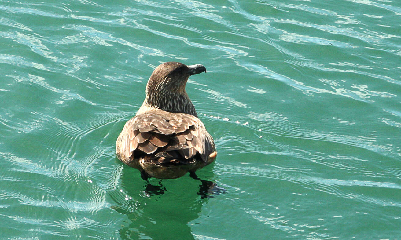 Image of skuas