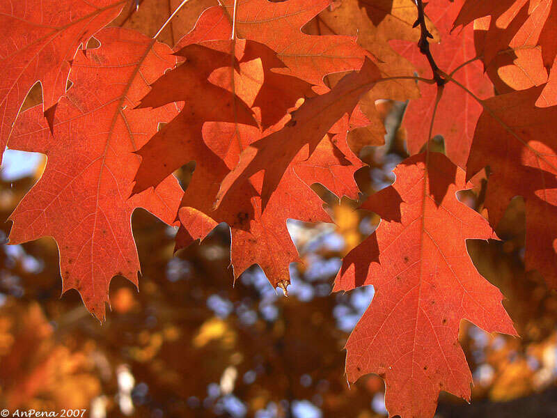 Image of Northern Red Oak