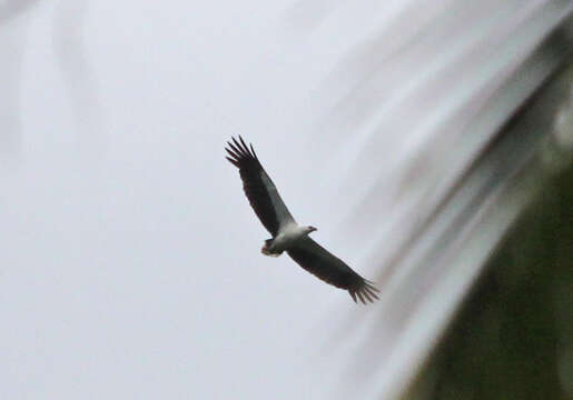 Image of White-bellied Sea Eagle