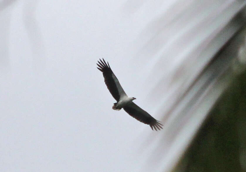 Image of Sea eagles