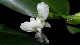 Image of Prayer Plant