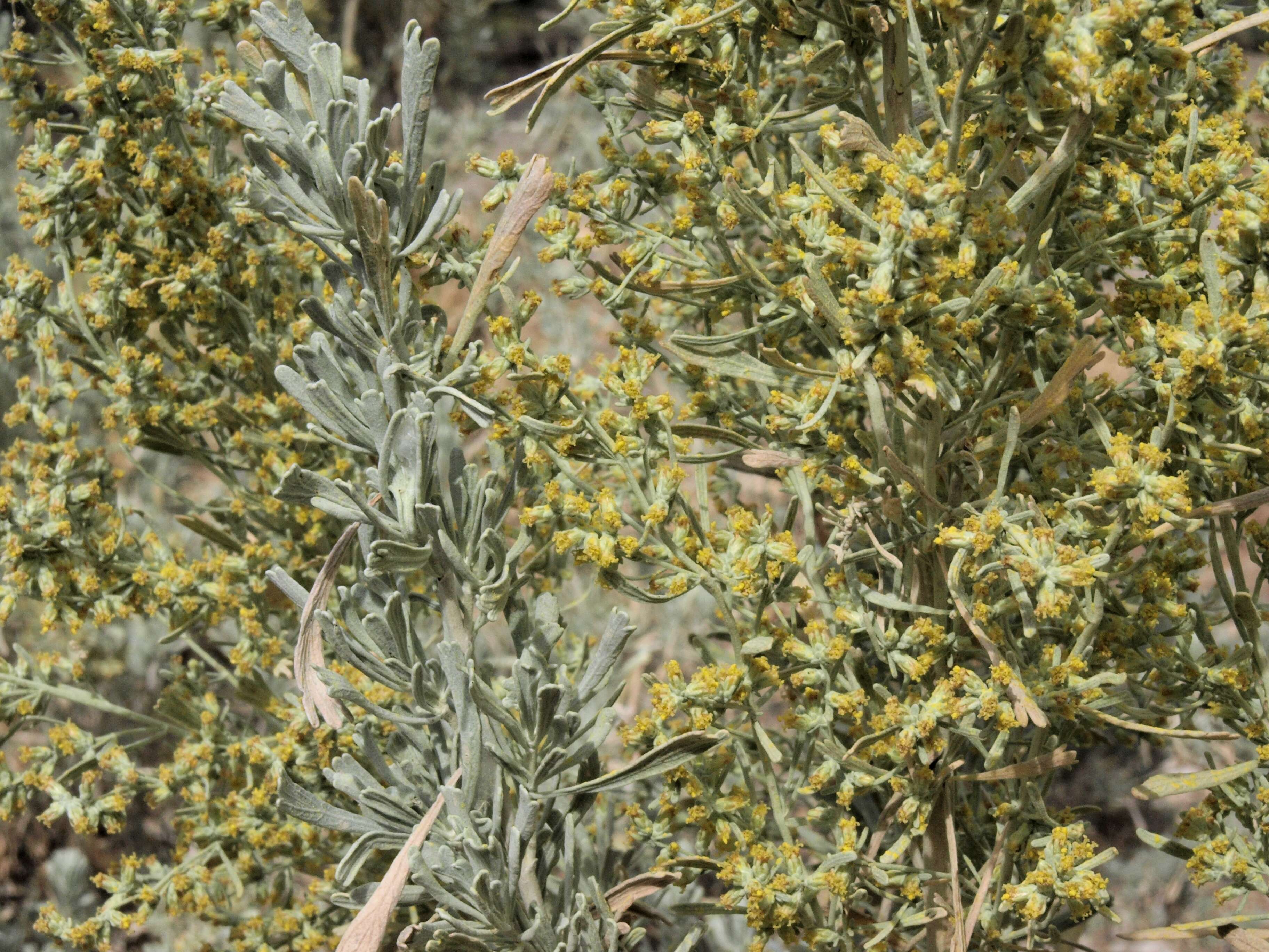 Image of big sagebrush