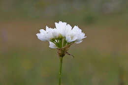 Image of Allium permixtum Guss.