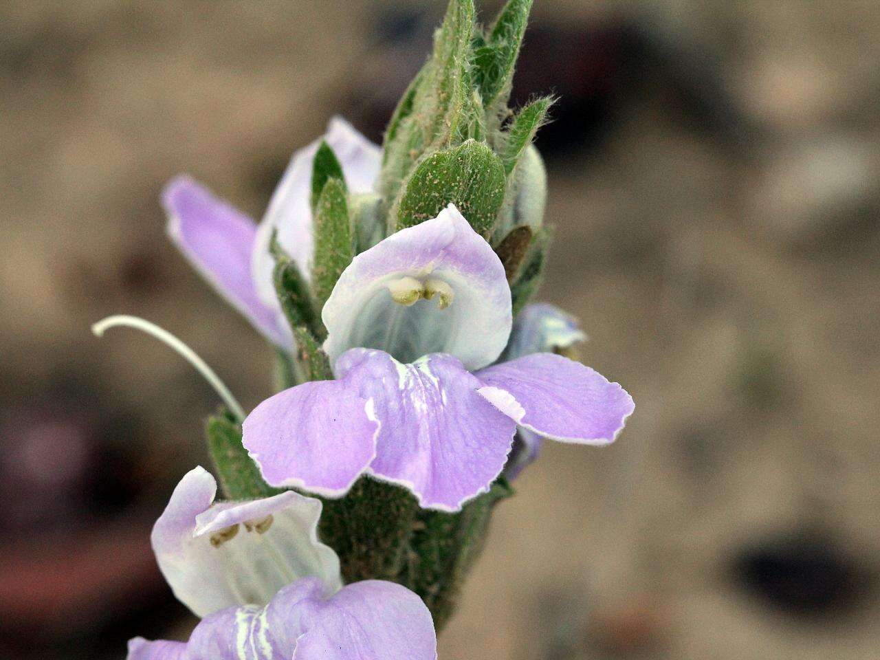 Image de Justicia chrysotrichoma Pohl ex Nees