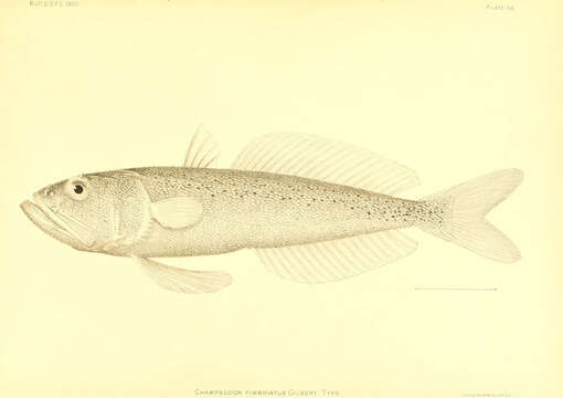 Image of Champsodon fimbriatus Gilbert 1905