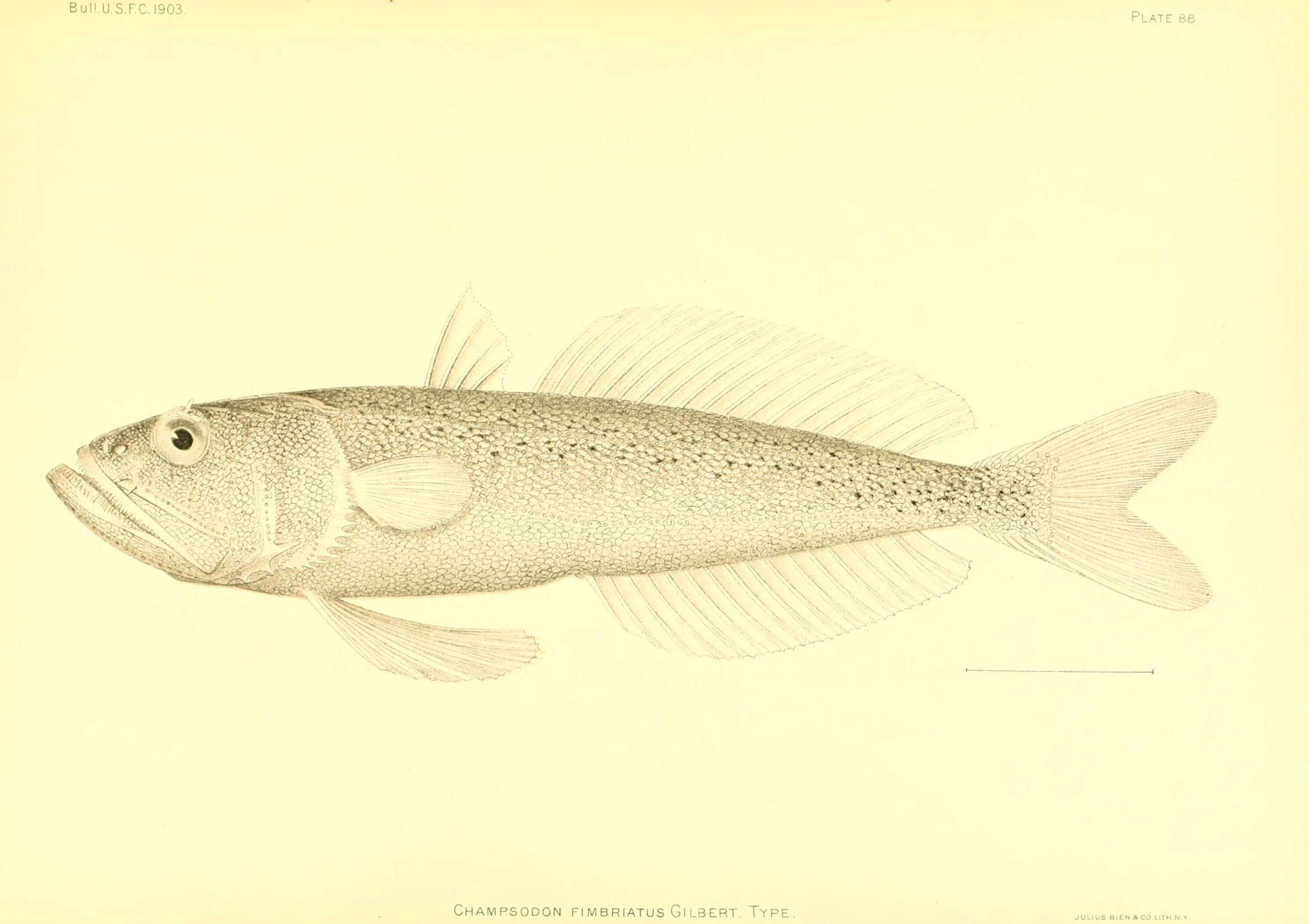 Слика од Champsodon fimbriatus Gilbert 1905