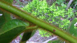 Image of Cordia nodosa Lam.