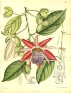 Image of Passiflora ambigua Hemsl. ex Hook. fil.