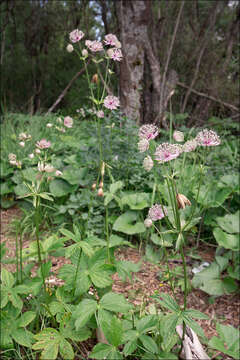 Imagem de Astrantia major subsp. major