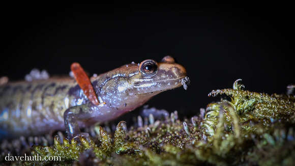 Image of Allegheny Mountain Dusky Salamander