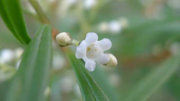 Image of Logania albiflora (Andrews & Jacks.) Druce