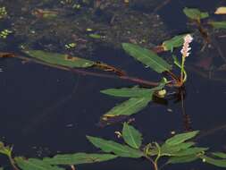 Image of Pinkweeds