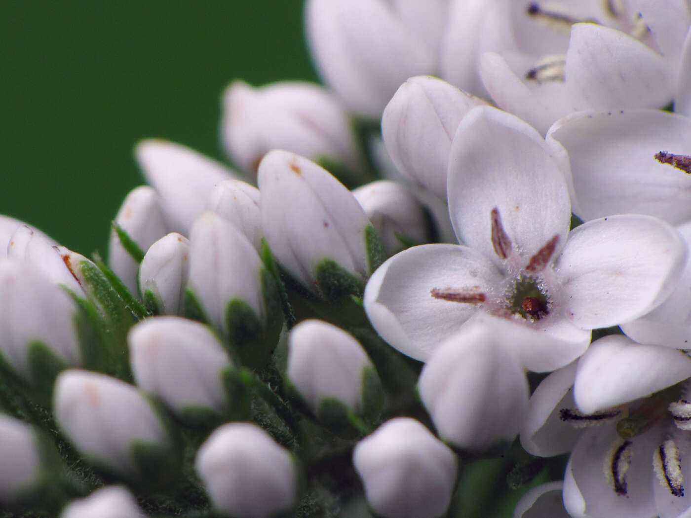 Image of gooseneck yellow loosestrife