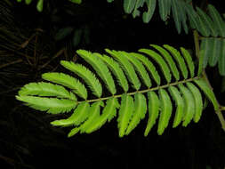 Image of sensitive plant