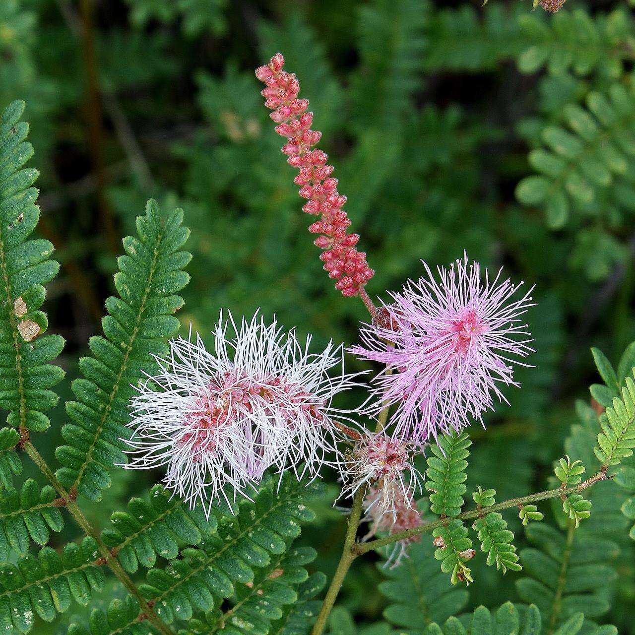 Imagem de Mimosa pteridifolia Benth.