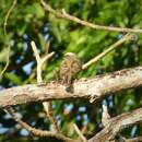 Image of Piratic Flycatcher