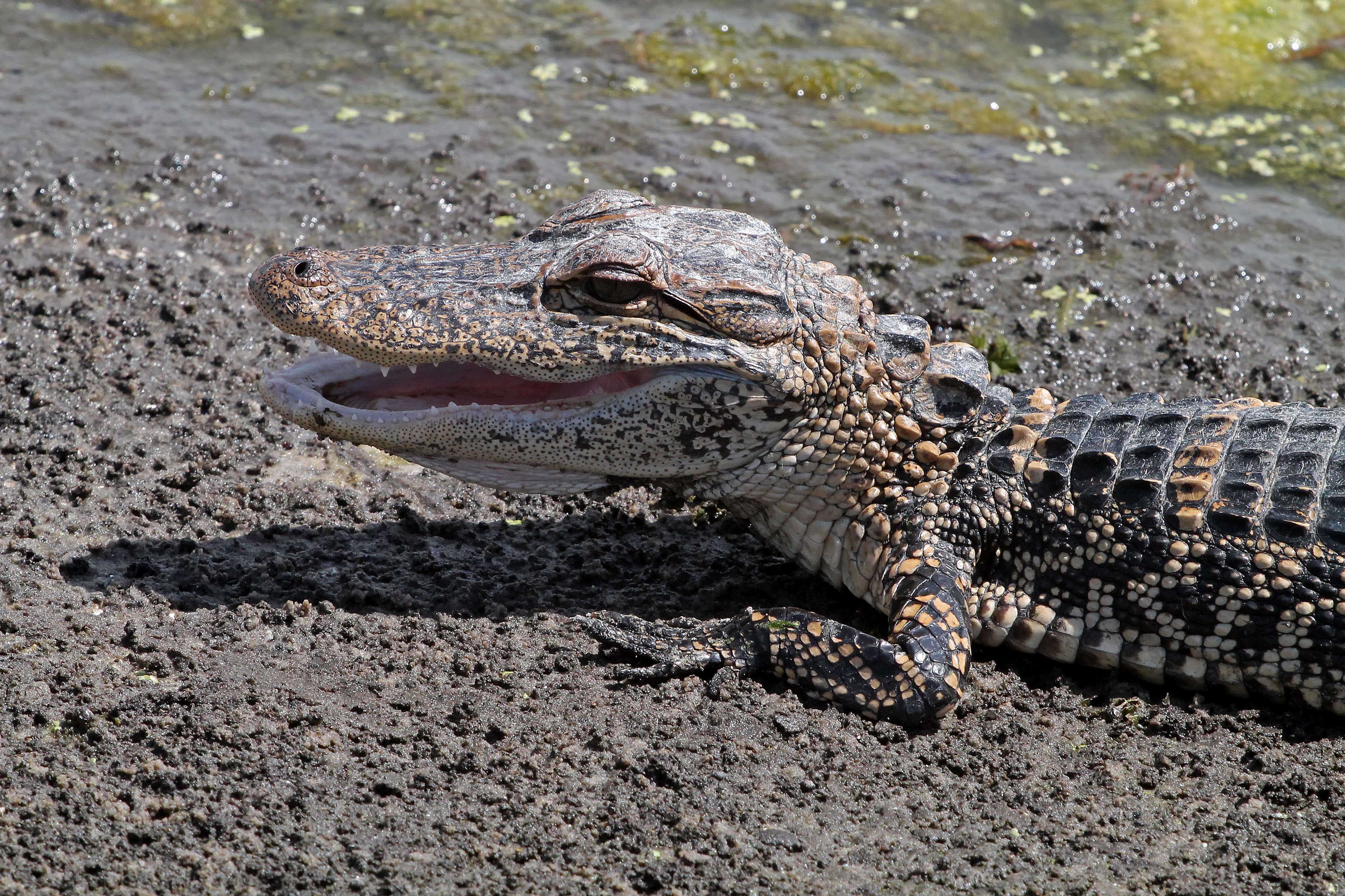 Image of Alligator