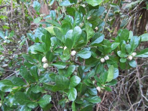 Image of white indigoberry