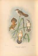 Image of Cisticola Kaup 1829