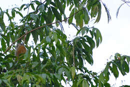 Image of Common Squirrel Monkey