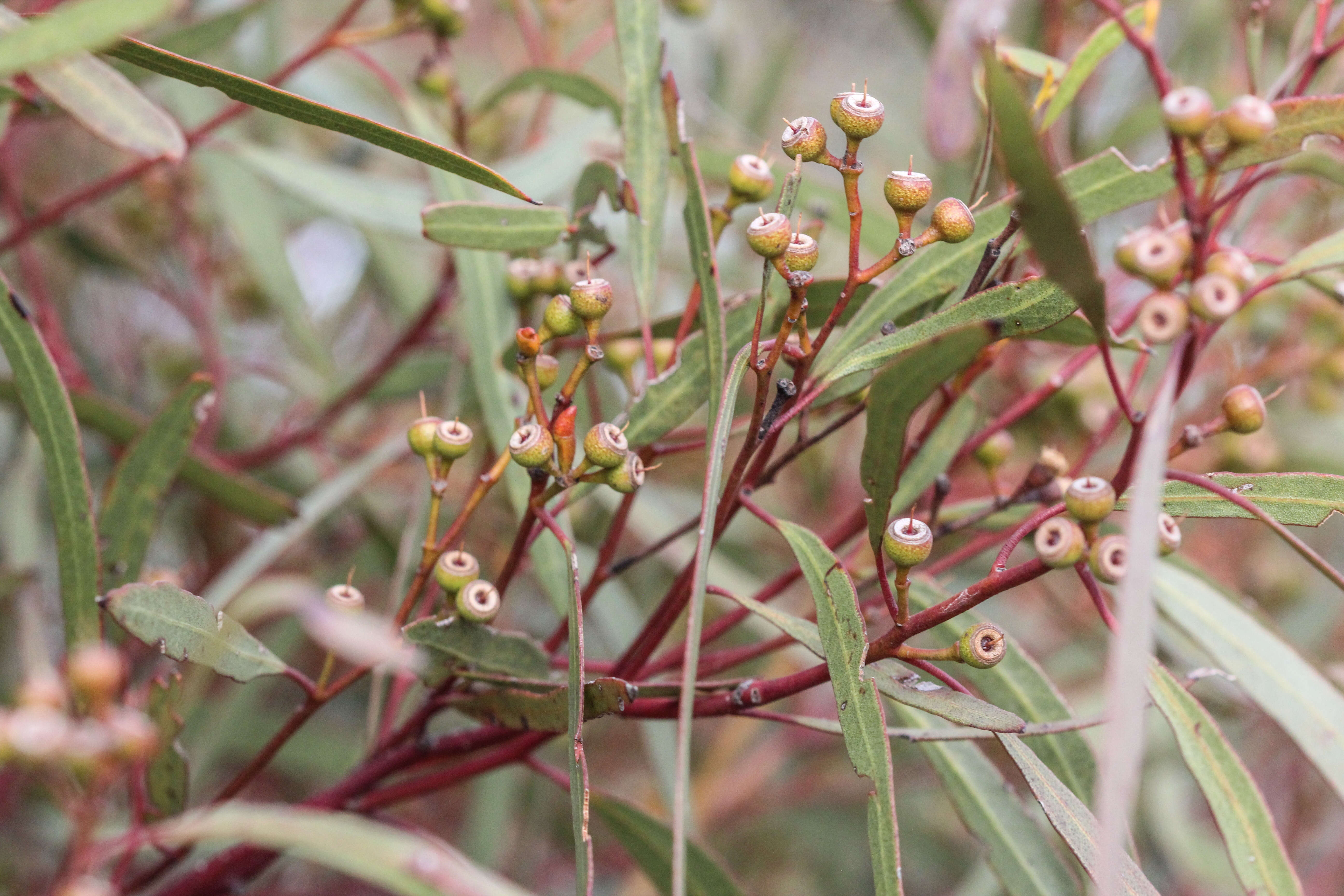 Imagem de Eucalyptus foecunda Schau.