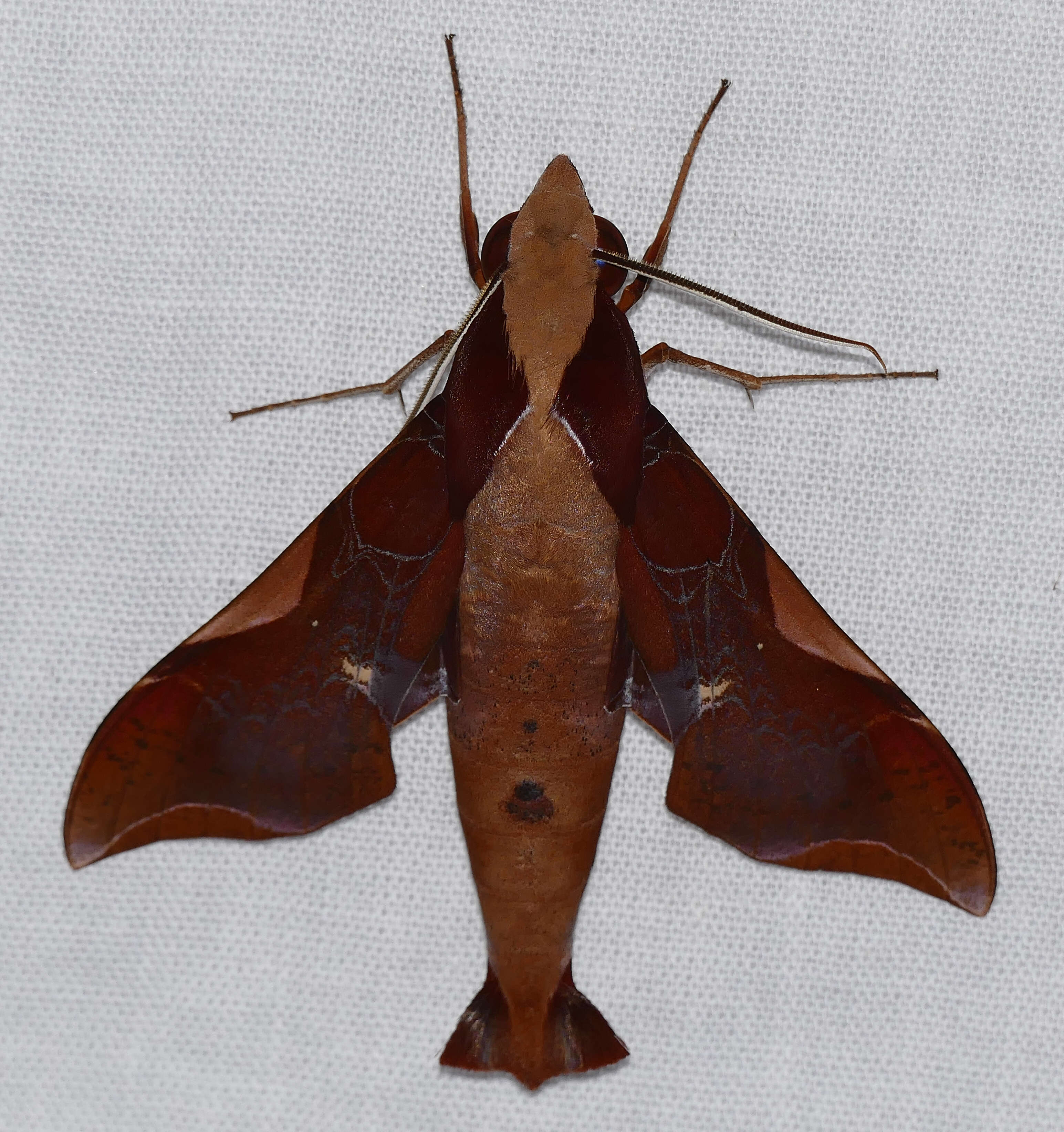 Image of Callionima nomius (Walker 1856)