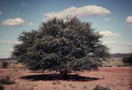 Vachellia nilotica (L.) P. J. H. Hurter & Mabb. resmi