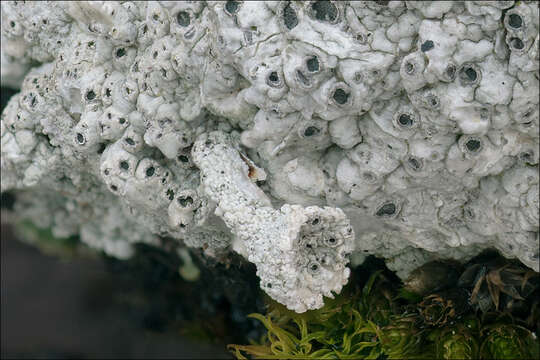 Image of Cow pie lichen