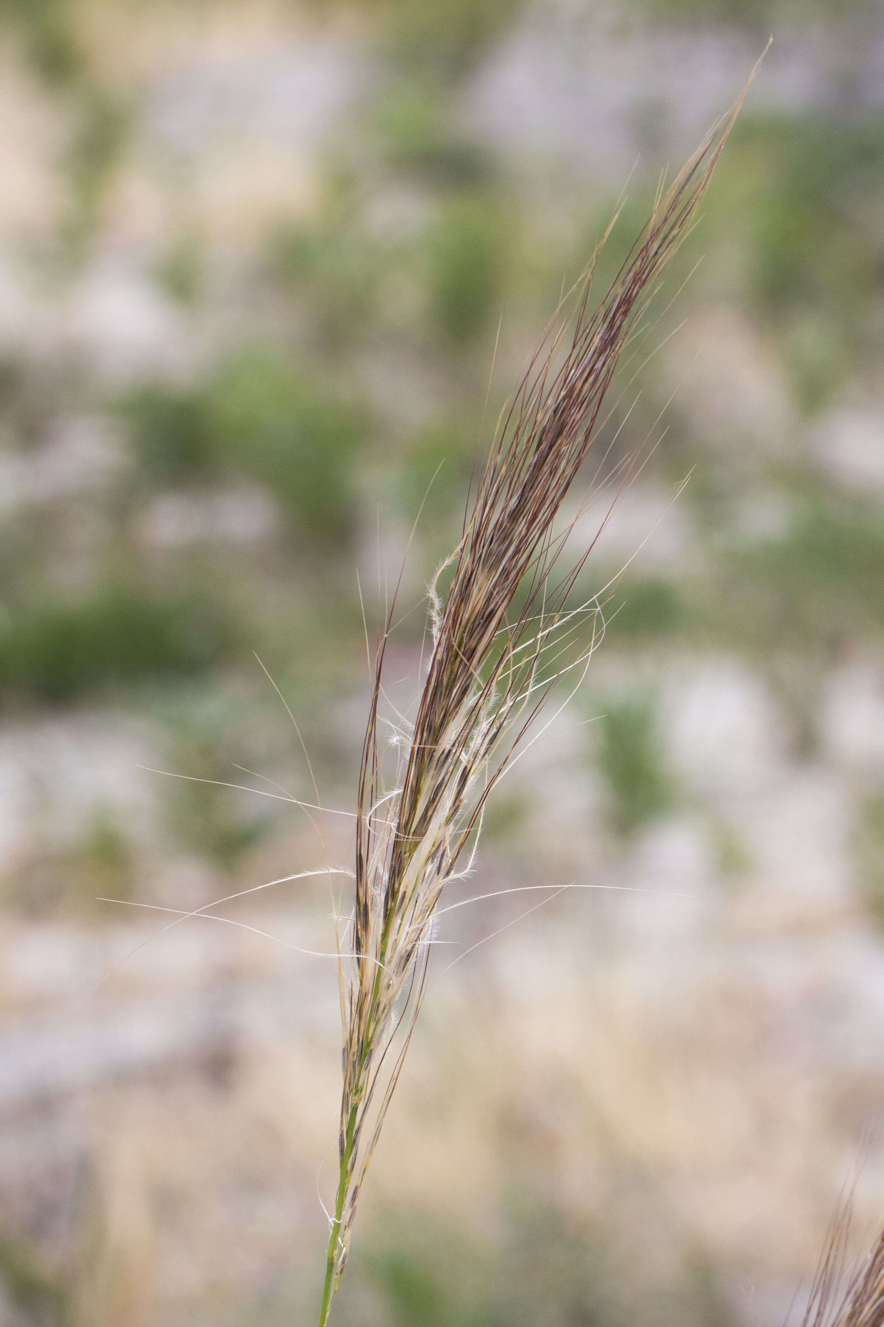 Image of Austrostipa mollis (R. Br.) S. W. L. Jacobs & J. Everett