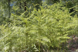 Image of brackenfern