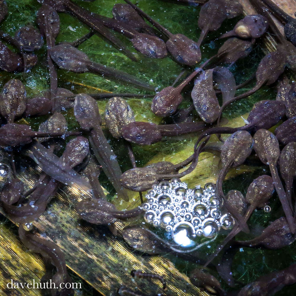 Image of Lithobates Fitzinger 1843