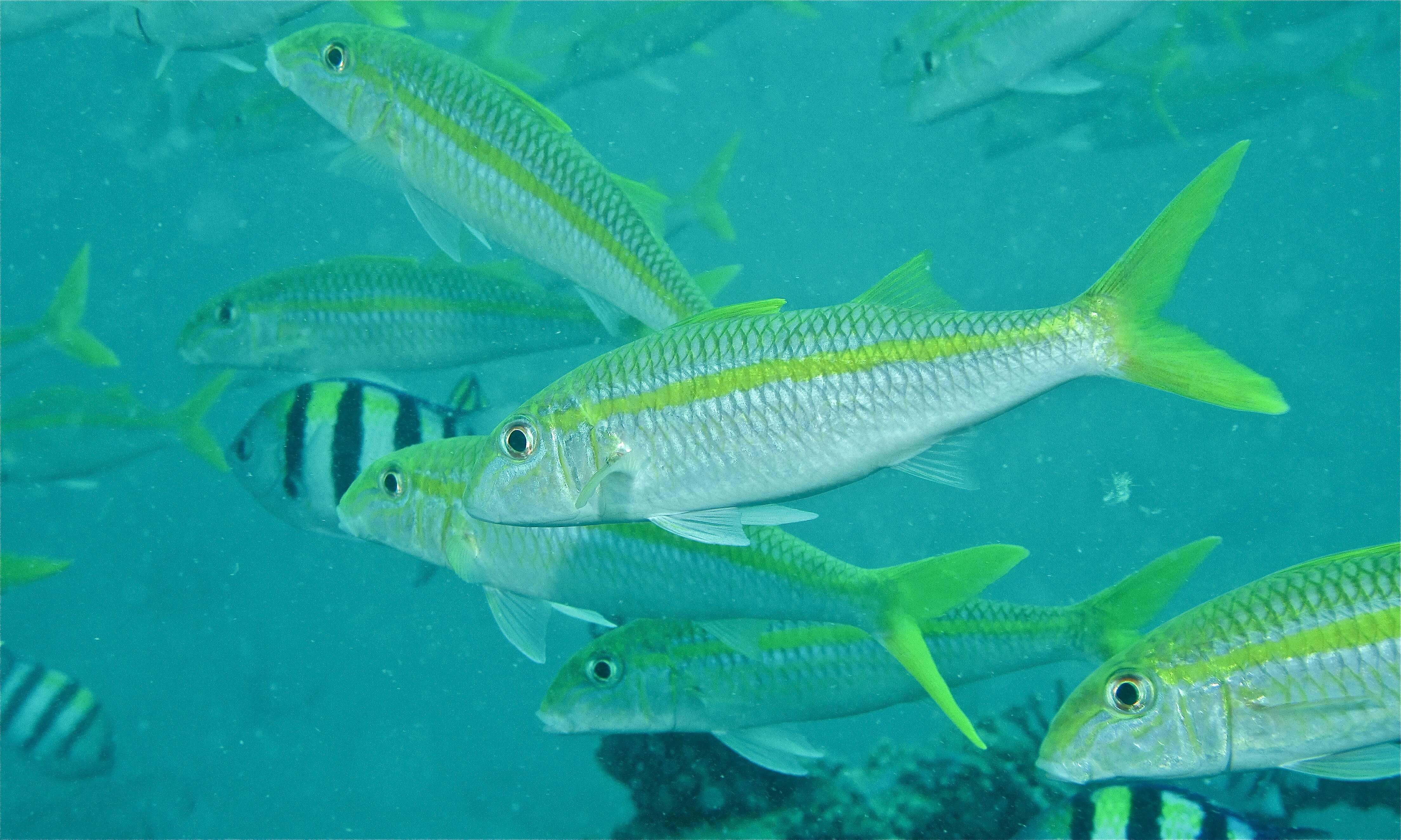 Image of Yellowfin goatfish