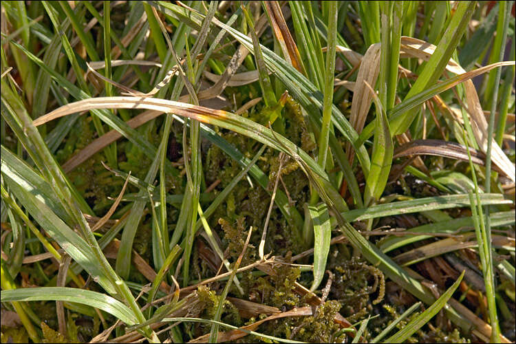 Image of distant sedge