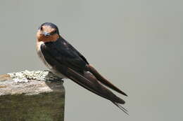 Imagem de Hirundo neoxena Gould 1842